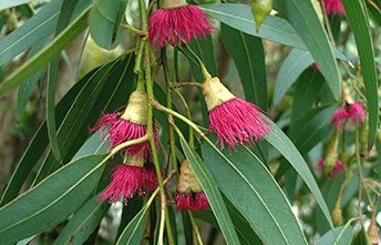 photo of a corymbia