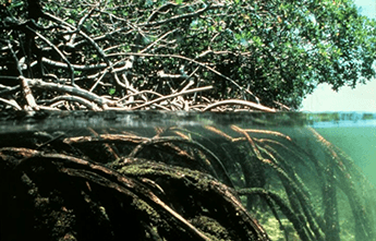 photo of a mangrove