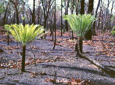 Cycads respond quickly after fires by pushing out fresh fronds