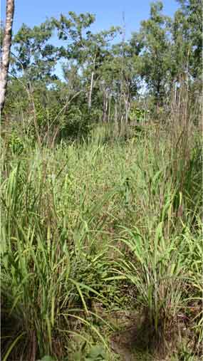 Gamba Grass in the Top End savannas 