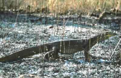 Goannas scavenge for dead animals in newly burned areas. 