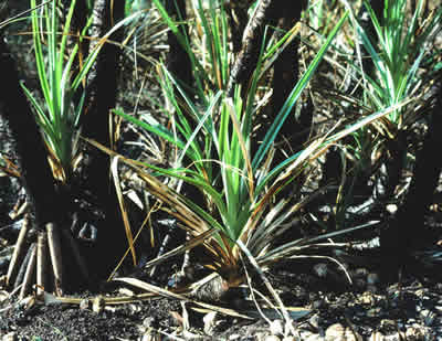 Leaf sheaths around shoots on pandanus stems