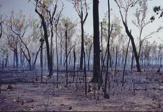 Postfire habitat in the tropical savannas 
