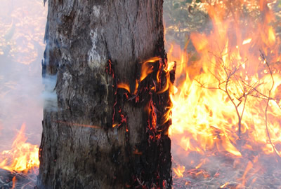 Fire Ecology: Effects of fire on plants and animals