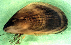Black-Striped mussel 