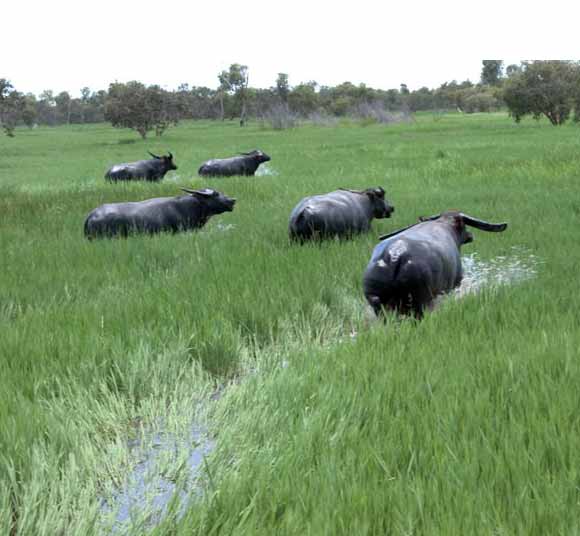Buffalo in Kakadu floodplains