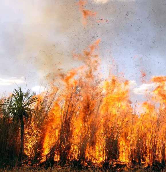High intensity Gamba Grass fire