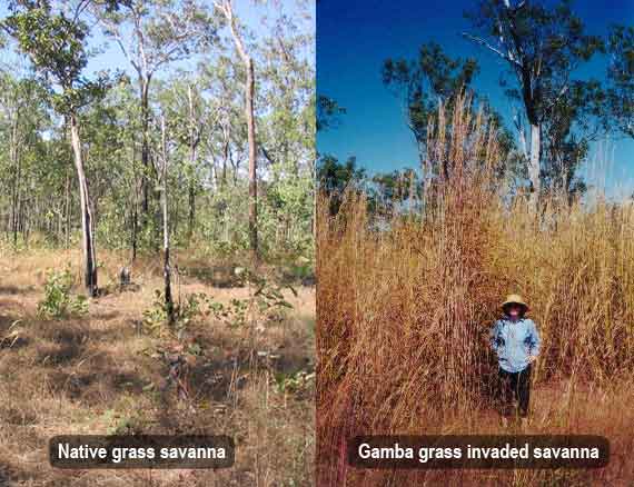 Native and Gamba invaded savanna