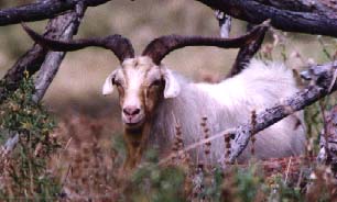 Feral Goat -  Photo by Mark Ballard