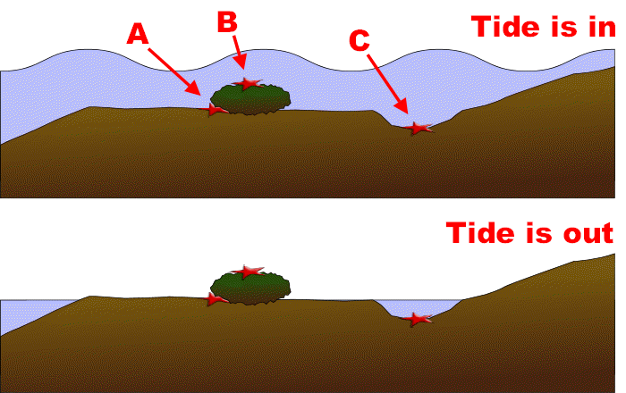 Image of an intertidal shore, with the tide in (upper diagram) and out (lower diagram). Three starfish are present: one under a rock, the second on top of the rock and the third in a rock pool.