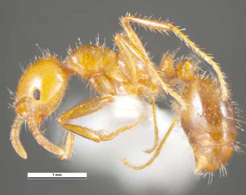 Red Imported Fire Ant