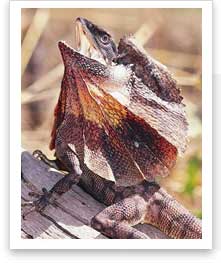 Frilled-Neck Lizard