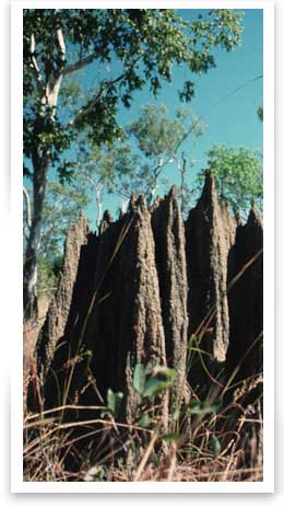 Termite Mound Trees